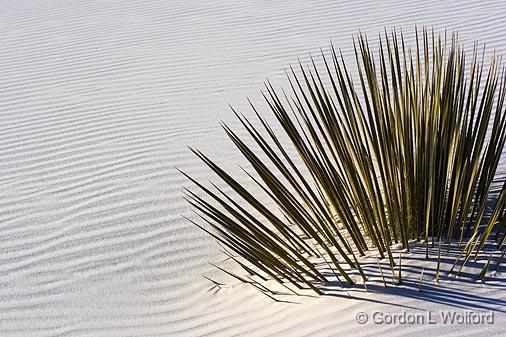 White Sands_32196.jpg - Drowning in sand photographed at the White Sands National Monument near Alamogordo, New Mexico, USA.